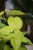 Philodendron Scandens Lemon Lime (Filodendron Pnący) XL (4).JPG