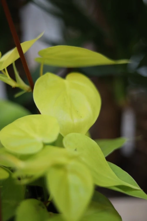 Philodendron Scandens Lemon Lime (Filodendron Pnący) XL (4).JPG