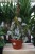 Philodendron Brandtianum (Filodendron) XL (1).JPG