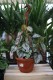 Philodendron Brandtianum (Filodendron) XL (1).JPG