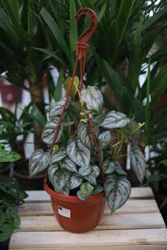Philodendron Brandtianum (Filodendron) XL (2).JPG