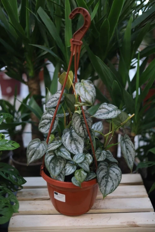 Philodendron Brandtianum (Filodendron) XL (2).JPG