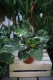 Philodendron 'White Princess' Filodendron XL (2).JPG