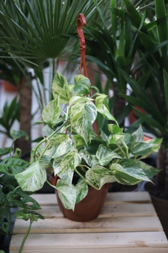Epipremnum Marble Queen XL (1).JPG