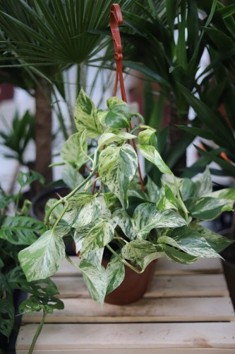 Epipremnum Marble Queen XL (2).JPG