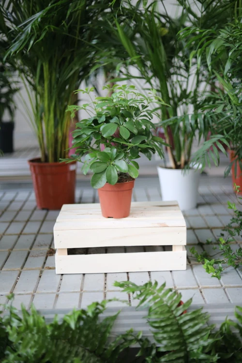 Schefflera