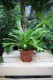 Asplenium nidus Crissie (Zanokcica) (1).JPG