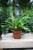 Asplenium nidus Crissie (Zanokcica) (2).JPG