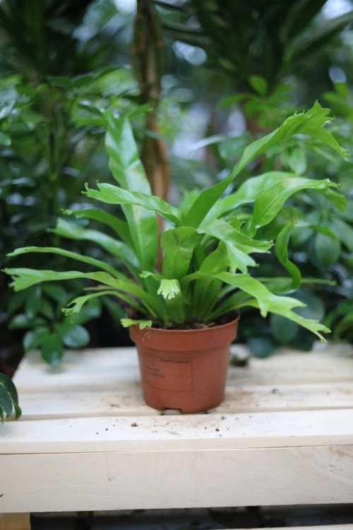 Asplenium nidus Crissie (Zanokcica) (2).JPG