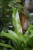 Asplenium nidus Crissie (Zanokcica) (3).JPG