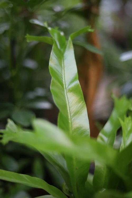 Asplenium nidus Crissie (Zanokcica) (3).JPG