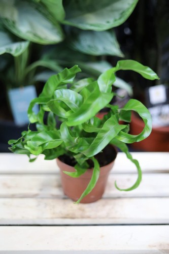Asplenium antiquum Hurricane (Zanokcica) (2).JPG