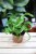Asplenium antiquum Hurricane (Zanokcica) (2).JPG