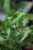 Asplenium antiquum Hurricane (Zanokcica) (3).JPG