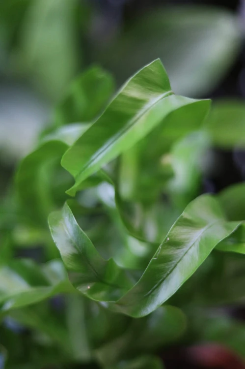 Asplenium antiquum Hurricane (Zanokcica) (3).JPG