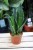 Sanseveria Silver Flame (1).JPG