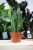 Sanseveria Silver Flame (2).JPG