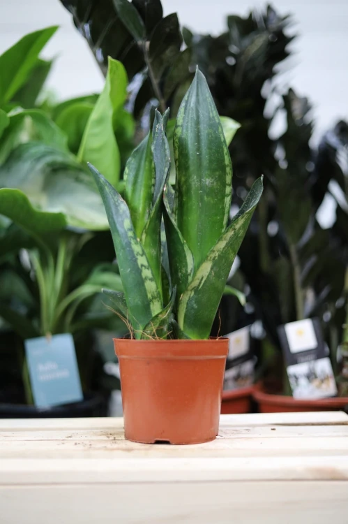 Sanseveria Silver Flame (2).JPG