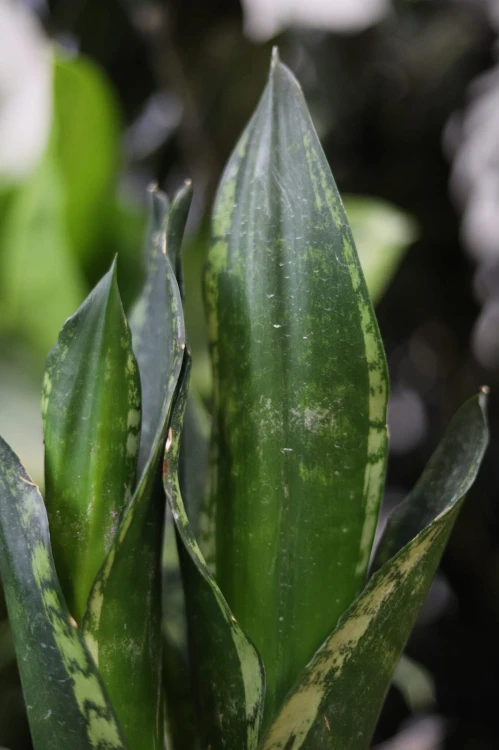 Sanseveria Silver Flame (3).JPG