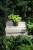 Golden Pothos