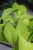 Epipremnum Neon
