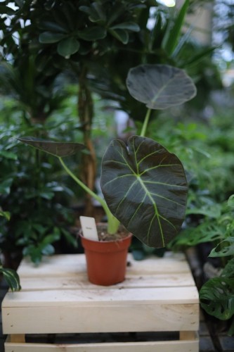 Alocasia Regal Shields (Alokazja) (1).JPG