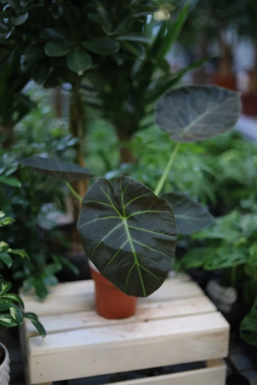 Alocasia Regal Shields (Alokazja) (2).JPG