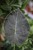 Alocasia Regal Shields (Alokazja) (3).JPG