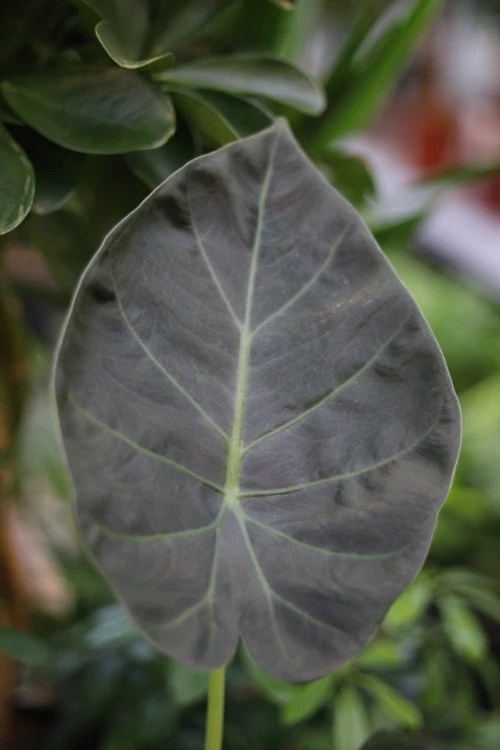 Alocasia Regal Shields (Alokazja) (3).JPG