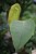 Anthurium peltigerum (Anturium) (2).JPG
