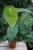 Anthurium peltigerum (Anturium) (3).JPG
