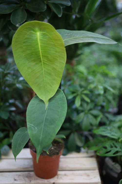 Anthurium peltigerum (Anturium) (3).JPG