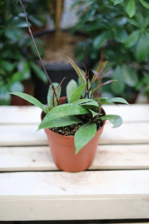 Hoya carnosa Spalsh (Hoja) (1).JPG