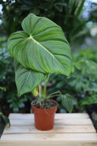 Philodendron Pastazanum (Filodendron) (1).JPG