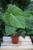 Philodendron Pastazanum (Filodendron) (2).JPG