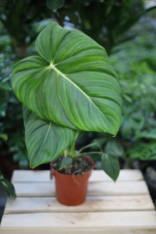 Philodendron Pastazanum (Filodendron) (2).JPG
