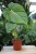 Philodendron Pastazanum (Filodendron) (3).JPG