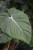 Philodendron Pastazanum (Filodendron) (4).JPG