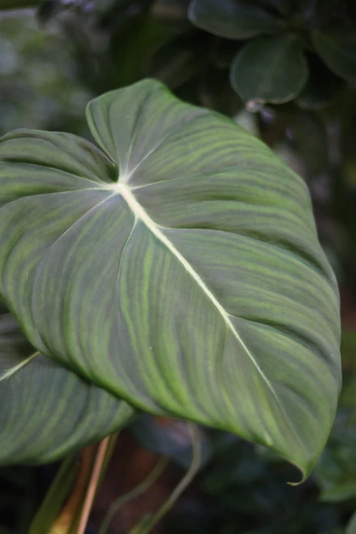Philodendron Pastazanum (Filodendron) (4).JPG