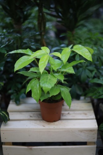 Schefflera actinophylla Golden Amate (Szeflera) (1).JPG