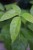 Schefflera actinophylla Golden Amate (Szeflera) (2).JPG