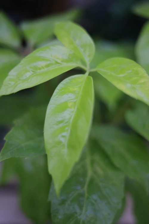 Schefflera actinophylla Golden Amate (Szeflera) (2).JPG