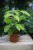 Schefflera actinophylla Golden Amate (Szeflera) (3).JPG