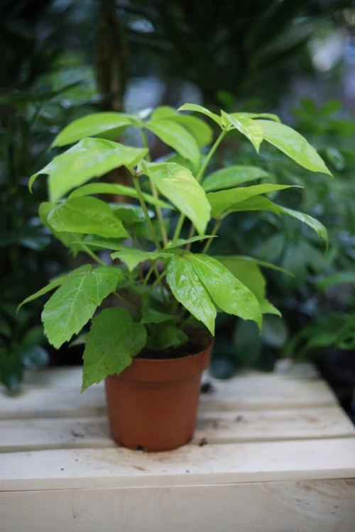 Schefflera actinophylla Golden Amate (Szeflera) (3).JPG