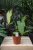 Anthurium Balaoanum.png