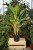 Aglaonema Peacock (1).JPG
