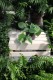 Philodendron Scandens to łatwa w uprawie roślina doniczkowa o sercowatych, zielonych liściach – idealna do domu i biura, także jako roślina wisząca.