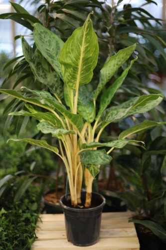 Aglaonema Peacock (2).JPG