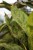 Aglaonema Peacock (3).JPG