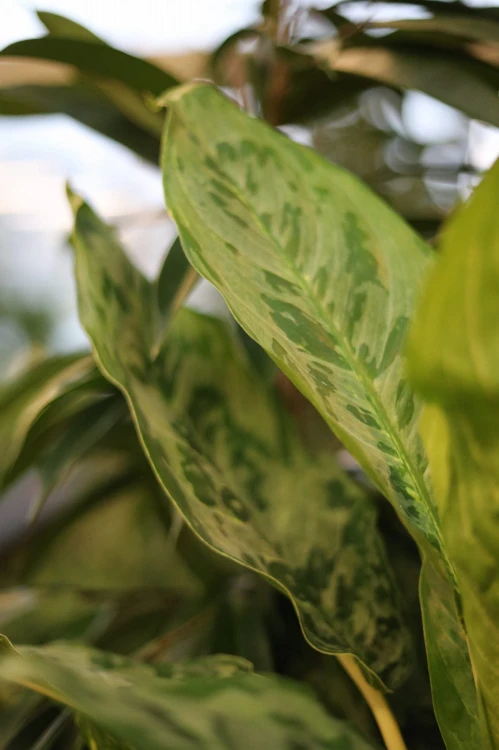 Aglaonema Peacock (3).JPG